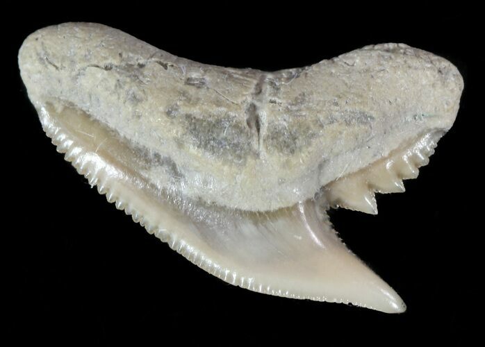 Fossil Tiger Shark Tooth - Lee Creek (Aurora), NC #47661